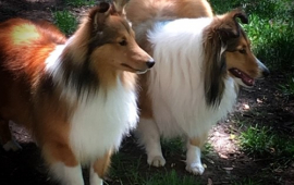 Picture of two Shelties