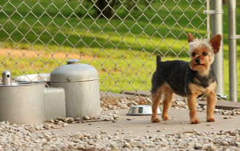 Puppy Fountain