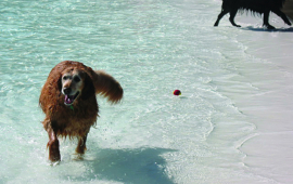 Dog swimming in the pool