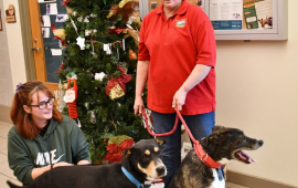 Adoptable pets with the Pet Angel Tree