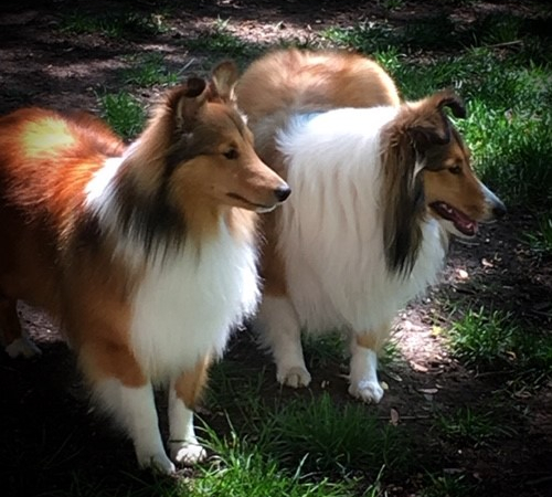 Picture of two Shelties