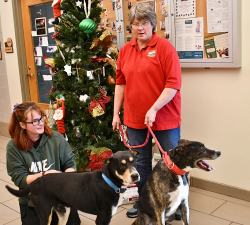 Adoptable pets with the Pet Angel Tree