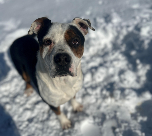 large dog with white and brown markings