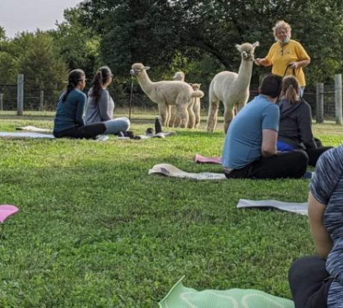 alpacas