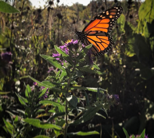 butterfly