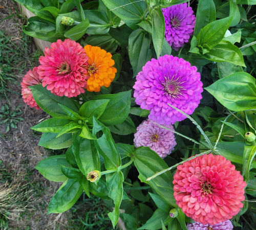 zinnias