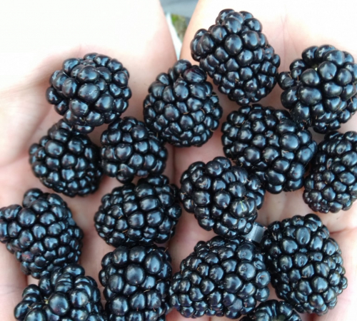 blackberries