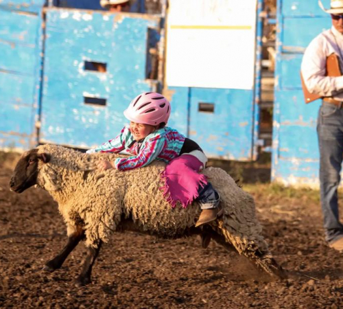 mutton busting