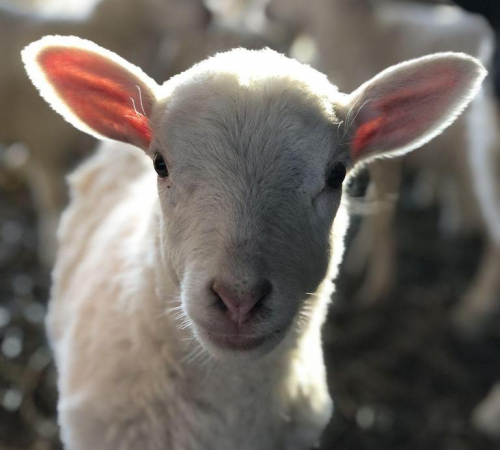 Farm Open House