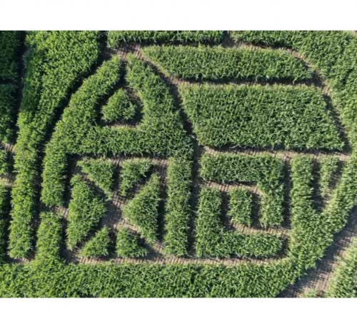 corn maze
