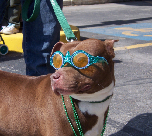 Dog at St. Patrick's Day Parade