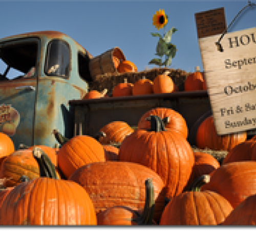 Kerby Farm Pumpkin Patch