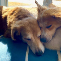 Two doggies cuddling