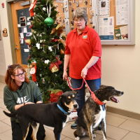 Adoptable pets with the Pet Angel Tree