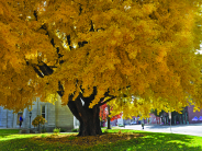 golden tree in front of building