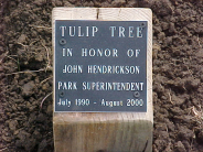 Tulip Tree