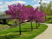 redbuds blooming in spring at Three-Mile Creek Walking Trail