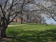 Cherry Trees along the Missouri River