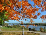 leaves at North Esplanade Park, 2018