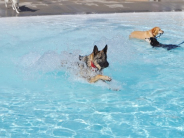 Doggie Splash