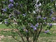 Lilac Memorial Tree