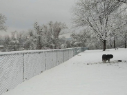 Snow Dog