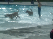 2005 Doggie Splash