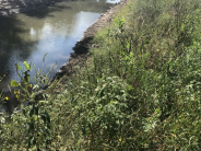 City bioswale at Three Mile Creek