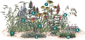 Plants that work best in shade for a rain garden. See list below for common names.