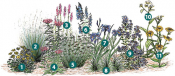 Plants that work best in sun for a rain garden. See list below for common names.