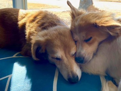 Two doggies cuddling