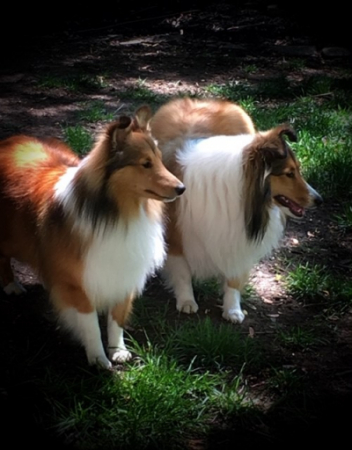Picture of two Shelties