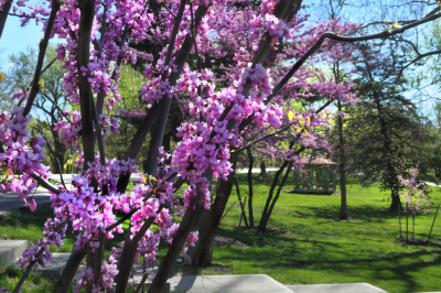 redbud tree in bloom