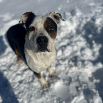 large dog with white and brown markings