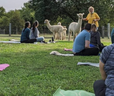 alpacas