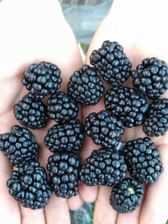 blackberries