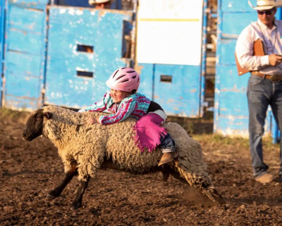 mutton busting