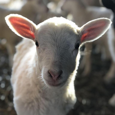 Farm Open House