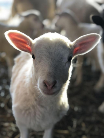 baby lamb
