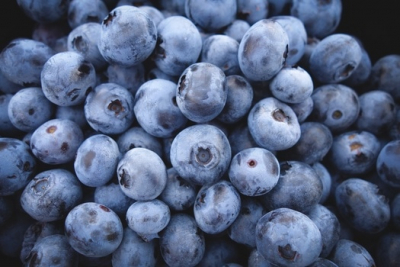 Blueberries at the Oregon Trail Blueberry Farm