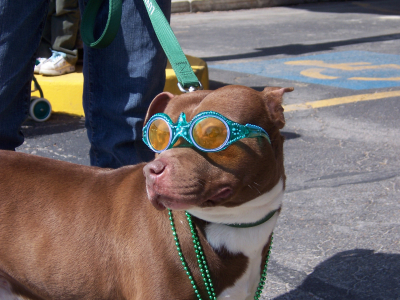 Dog at St. Patrick's Day Parade