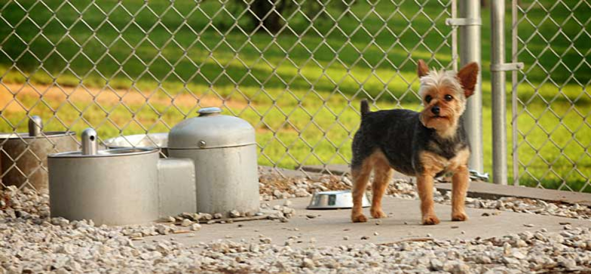 Puppy Fountain