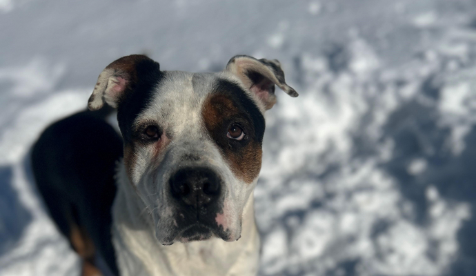 large dog with white and brown markings