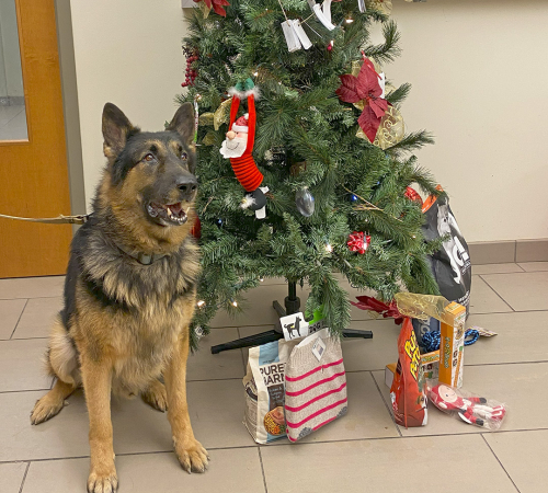 Dog with Christmas tree