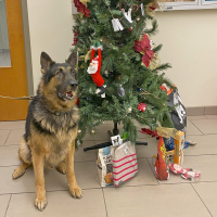 Dog with Christmas tree