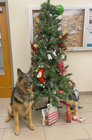 Dog with Christmas tree